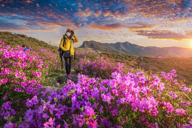 Foto veduta mattutina e primaverile dei fiori di azalea rosa sulla montagna hwangmaesan vicino a hapcheongun, in corea del sud