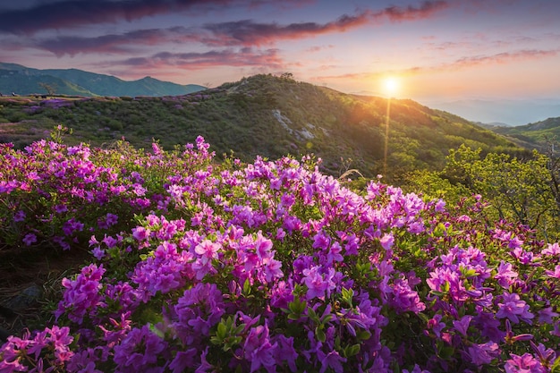 韓国のハプチョングン近くのフアンマサン山のピンクアザリアの花の朝と春の景色