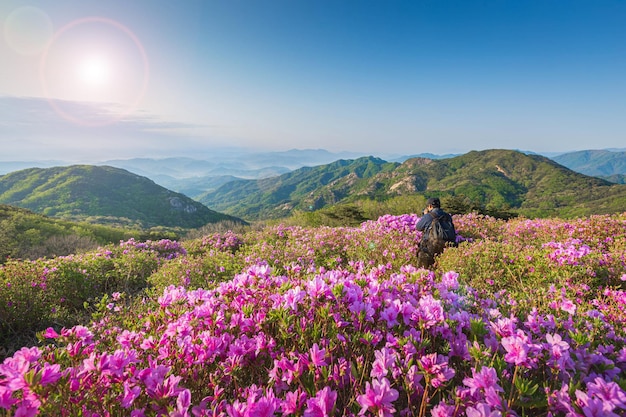 韓国のハプチョングン近くのフアンマサン山のピンクアザリアの花の朝と春の景色