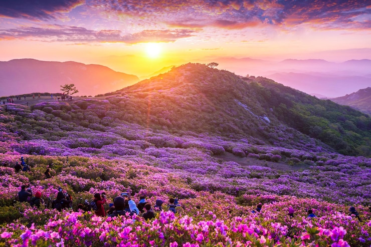 Photo 韓國哈普<unk>山附近的hwangmaesan山上的粉紅色亞薩利亞花在早上和春天