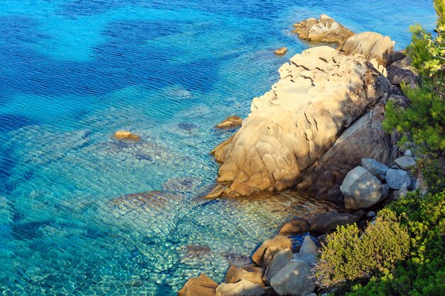 松の木のある朝夏のエーゲ海沿岸（シトニア、ハルキディキ、ギリシャ）。
