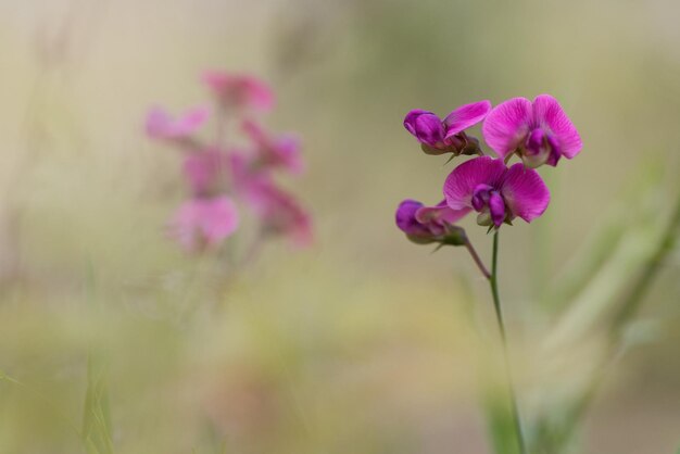 Foto mattina estiva o primaverile bellissimi fiori selvatici messa a fuoco selettiva profondità di campo