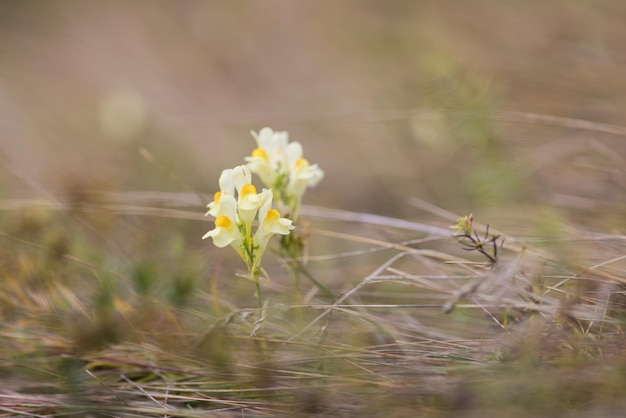 Photo morning summer or spring beautiful wildflowers selective focus shallow depth of field