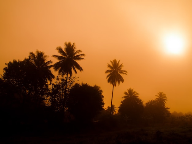 Foto sole mattutino in mezzo alla nebbia con silhouette di palma da cocco