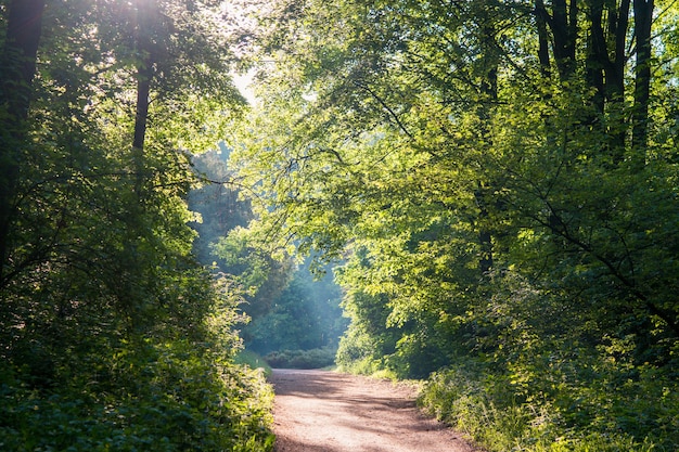 Sole del mattino nella corona decidua verde della foresta e sentiero di messa a terra della pista sterrata