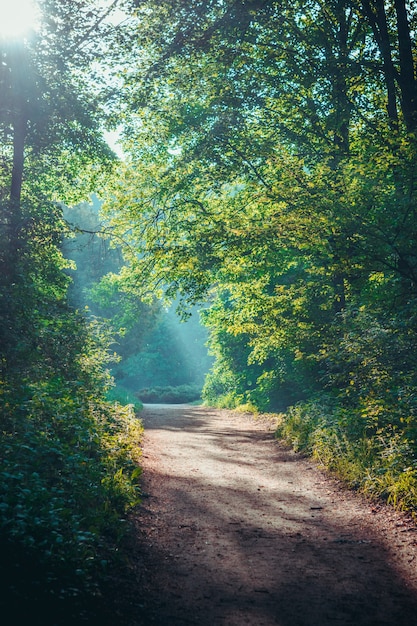 Morning sun in the forest green deciduous crown thin wooden\
drop onto a dirt track grounding path