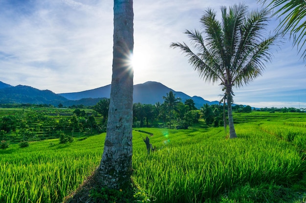 The morning sun in the green rice field scenery