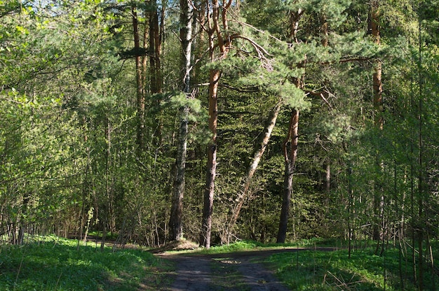 Photo morning sun on old pine trees in may moscow region russia