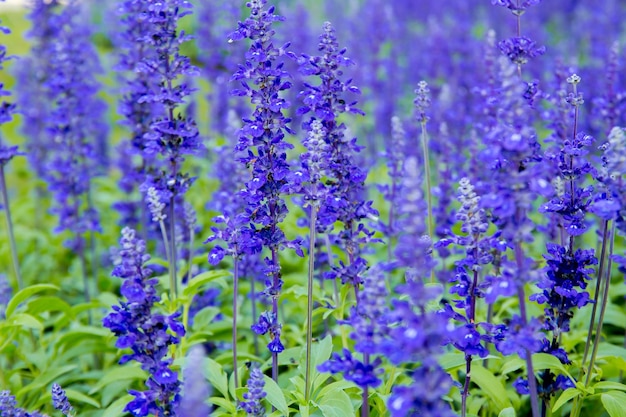 朝の日差しの庭の青いサルビア ファリナセアの花背景の紫色のラベンダーの花ミーリー キャップ