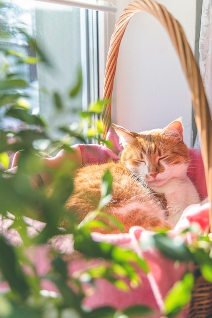 사진 잠자는 빨간 고양이의 아침 햇빛 분홍색 담요가 있는 바구니에 있는 창턱에 있는 귀엽고 재미있는 붉은 흰색 고양이가 닫힙니다.