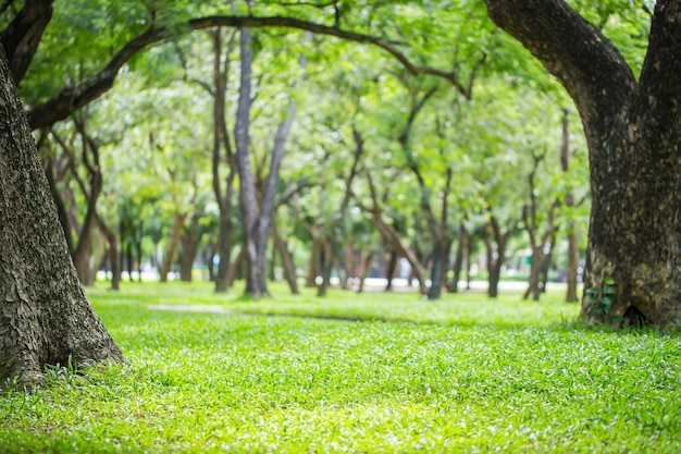 背景の庭の木に朝日