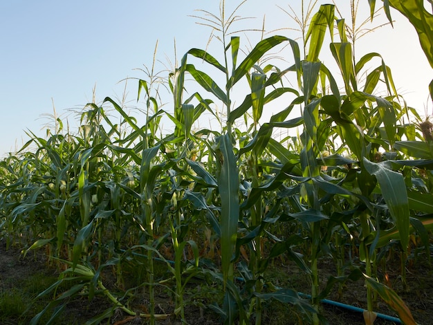 Morning sunrise over the corn field