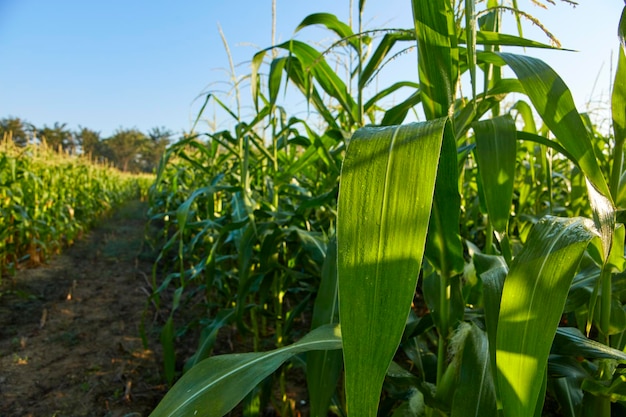 Morning sunrise over the corn field