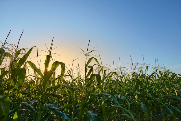 Morning sunrise over the corn field