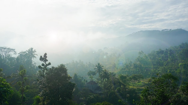 Morning sunrise on the forest