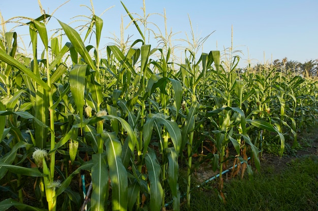 Фото Утренний рассвет над кукурузным полем