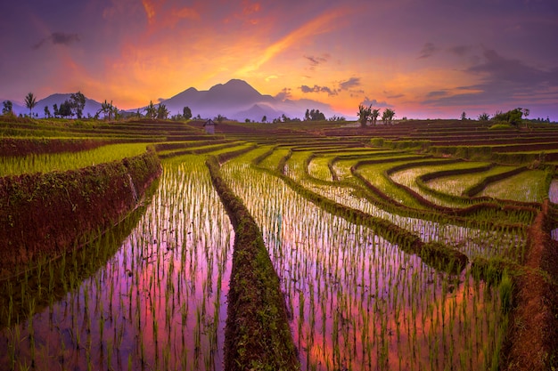 morning sunrise at paddy fields in north bengkulu asia indonesia