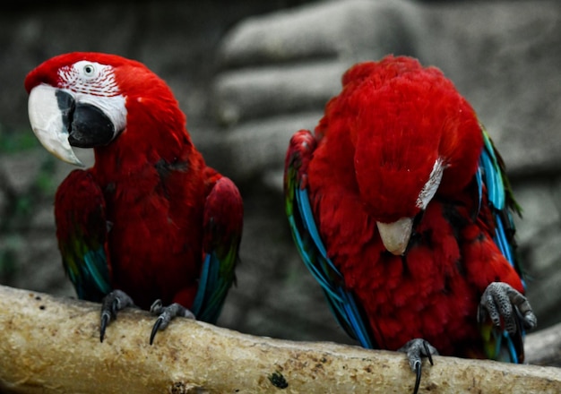 Morning toilet of handsome red parrots