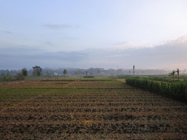 Morning view of after harvest rice field