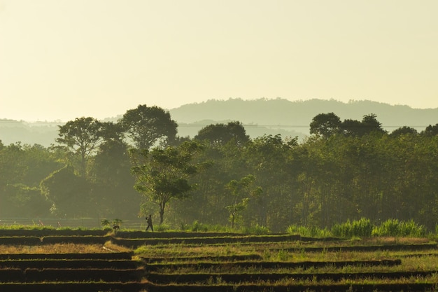 Morning view of farmer walking among fog and sunshine