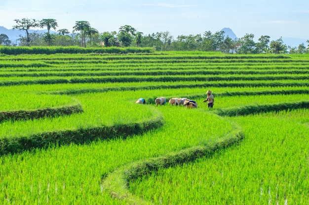 Vista mattutina degli agricoltori che lavorano insieme tra le verdi risaie