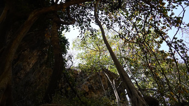 Photo morning view of forest