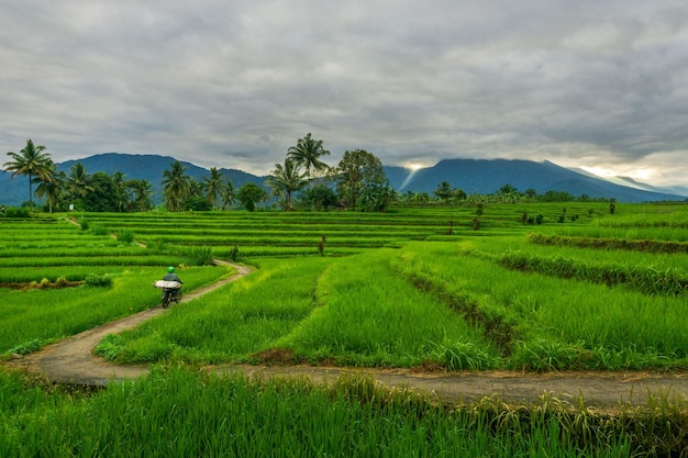 Morning view in the green rice fields under the mountain