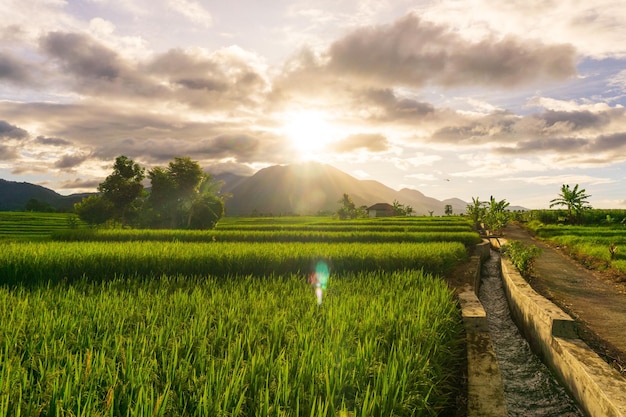 Morning view in the rice field area with farmers working