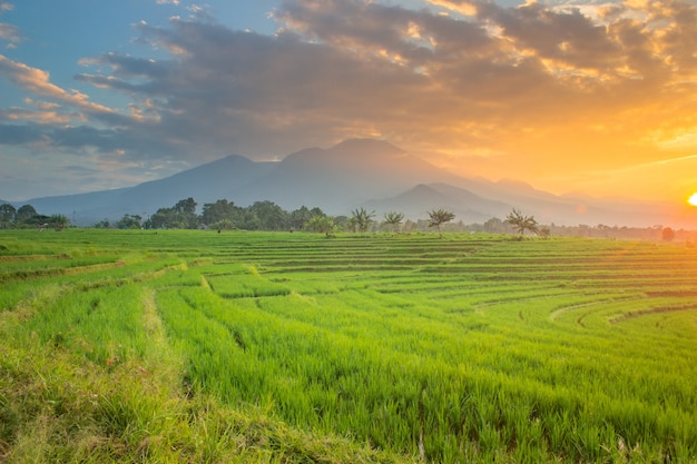 Morning view in the rice fields at sunrise