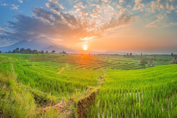 Premium Photo | Morning view of sunrise over beautiful green rice ...