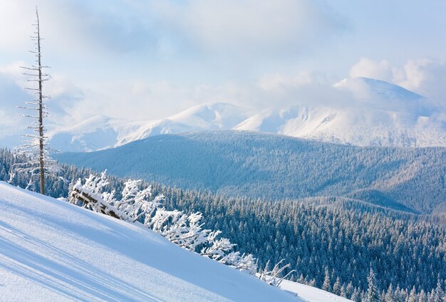 斜面に美しいモミの木がある朝冬の穏やかな山の風景