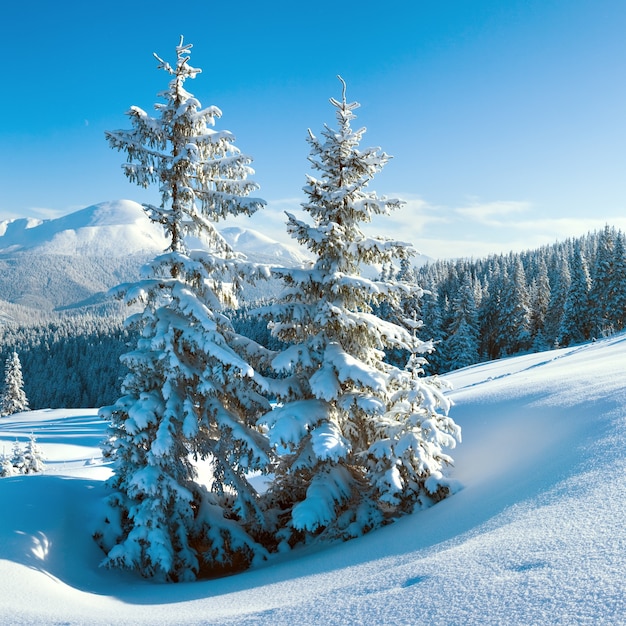 斜面にモミの木がある朝冬の穏やかな山の風景（Goverla Mount、Carpathian Mountains、ウクライナ）。 2ショットステッチ画像、正方形のプロポーション。