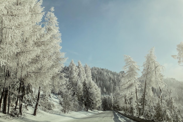 Morning on winter forest road, trees on the side lit by sun, covered by white rime frost.