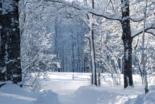 Morning in the winter forest white snowy winter snow-covered trees travel concept