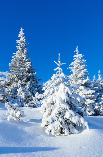 斜面にモミの木がある朝冬の山の風景。