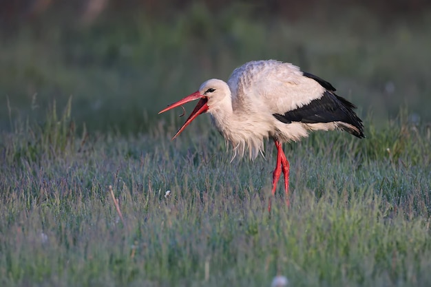 Photo morning worries of white storks