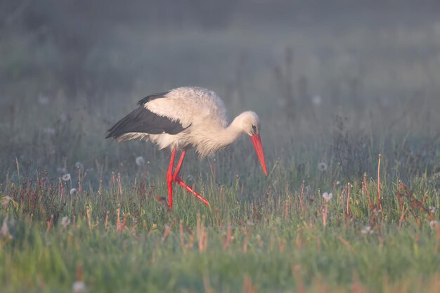 コウノトリの朝の悩み