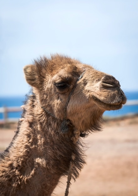 Morocco Camel