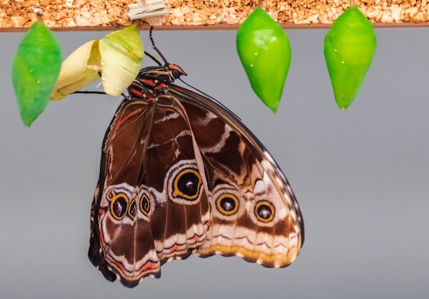 Morpho peleides butterfly, hatching from chrysalis