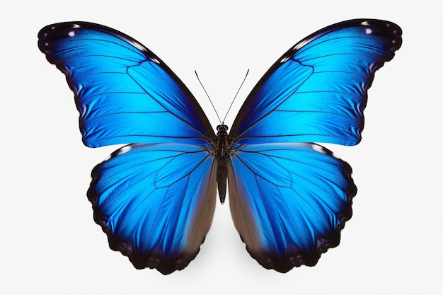 Foto morpho vlinder png