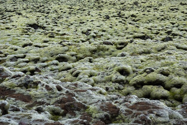 Mos bedekte lava veld in een bewolkte dag Eldhraun IJsland