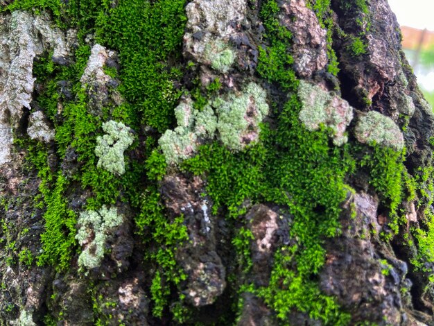 Mos dekking op boomschors achtergrond Close-up mos textuur op boom oppervlak