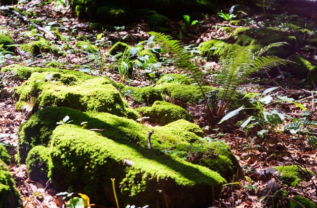 Mos en omheining in het bos