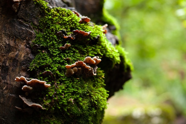 Mos en paddenstoelen aan de boom