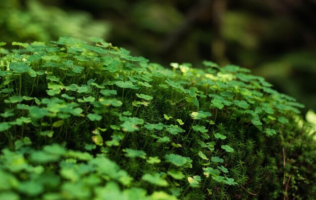 Mos en planten op stenen Natuurlijke achtergrond in het bos Zomercompositie in het bos Groene kleur als achtergrond