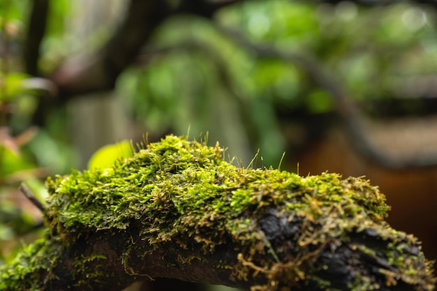 Mos- en varenachtige planten prolifereren groeien dekking stronk de bosbodem in de tuin