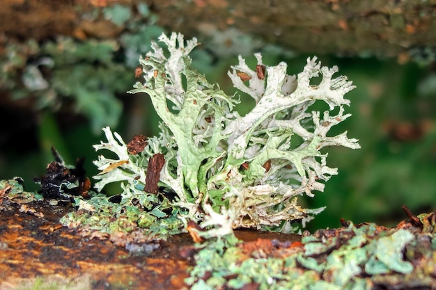 mos groeit op een boom. groene natuurlijke achtergrond