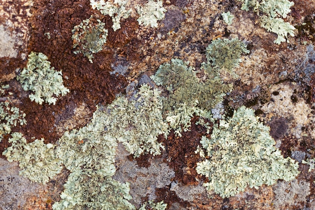 Mos het groeien op rotsen in het bos. Natuurlijke organische textuur als achtergrond.