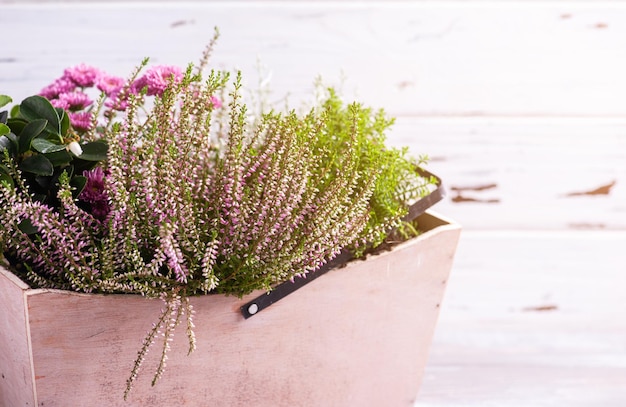 Mos in houten mand met groene planten