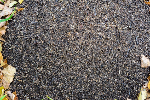 Mos op boomstam. Herfst in bos met gele bladeren op de grond en boom geveld. Boomschors met groen mos in de herfstbos. vroege herfst